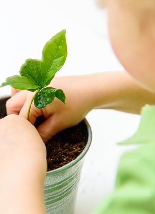 Alegre sua casa com plantas