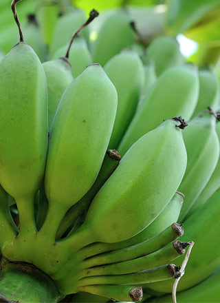 Saiba mais sobre a biomassa de banana verde