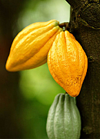 Dia do Cacau: Saiba mais sobre o fruto